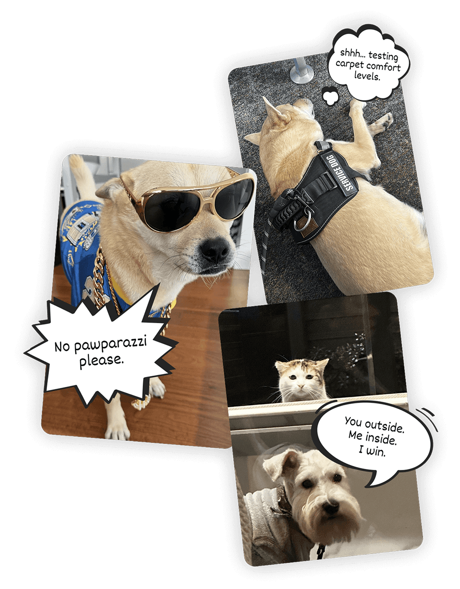 petify-welcome-image